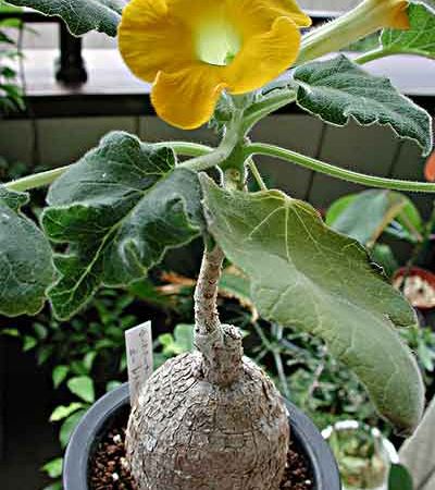 Plante tropicale - Uncarina grandidieri 